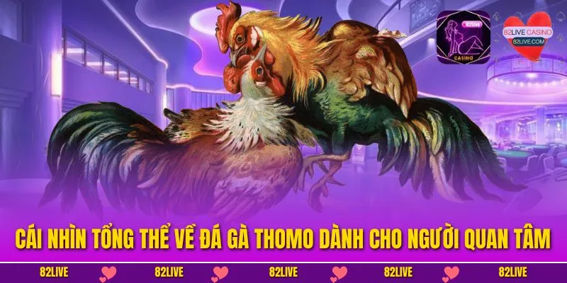 Cái nhìn tổng thể về đá gà Thomo dành cho người quan tâm