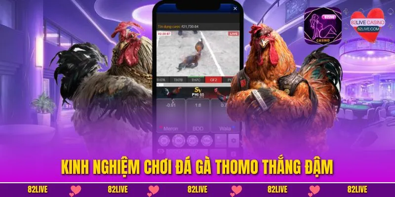 Kinh nghiệm chơi đá gà thomo thắng đậm