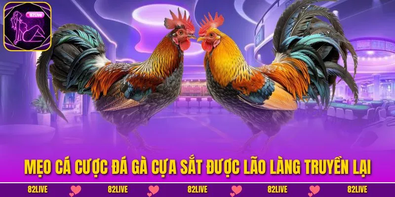 Mẹo cá cược đá gà cựa sắt được lão làng truyền lại